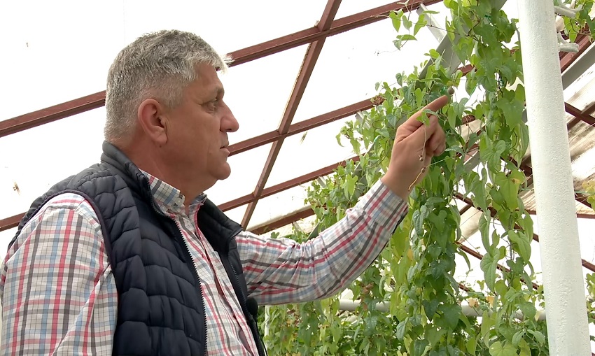 Cartoful chinezesc, aclimatizat la Buzău. Toată planta este comestibilă