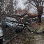Patru dintr-o lovitură. Un copac s-a prăbușit peste câteva mașini.