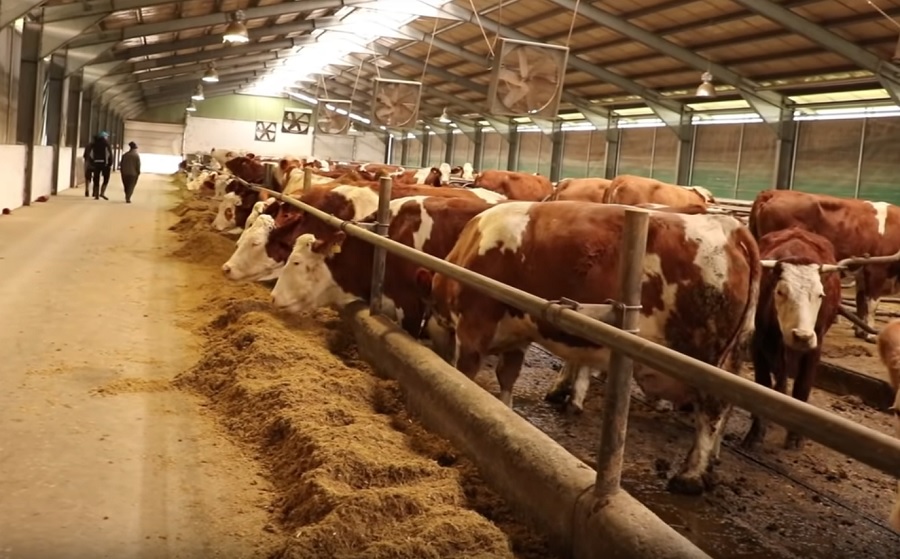 Sprijin nesperat pentru fermieri. Crescătorii de vaci de lapte vor primi o subvenție de 100 de euro, pentru fiecare animal
