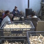 Tot mai multe culturi de usturoi, în județ. 3000 de euro de la Stat, pentru fiecare hectar de usturoi cultivat