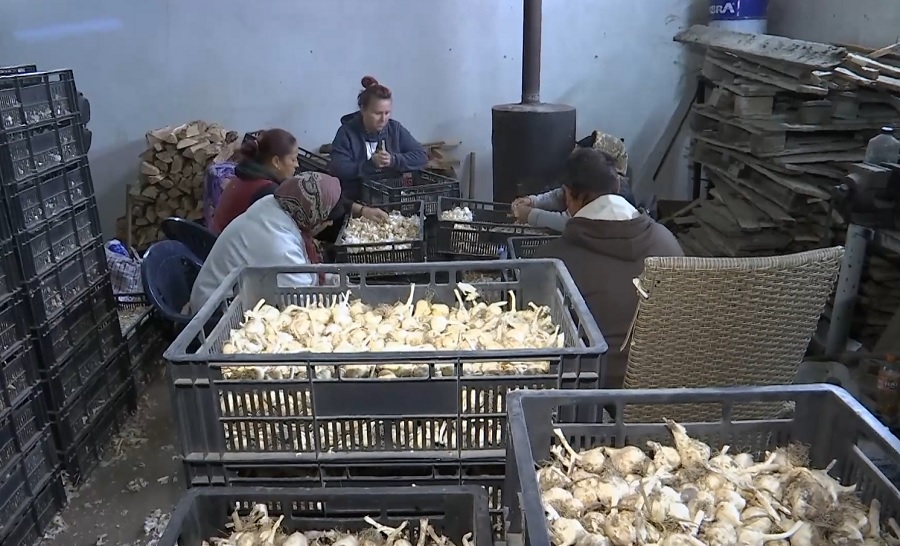 Tot mai multe culturi de usturoi, în județ. 3000 de euro de la Stat, pentru fiecare hectar de usturoi cultivat