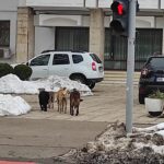 Din nou despre comunitari. Câinii fără stăpân sunt mai numeroși