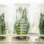 "Semințe autentice ale satului românesc", expoziție la Iazul Morilor. Invitația Primăriei