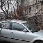 Începe toaletarea copacilor. Se înlătură crengile uscate