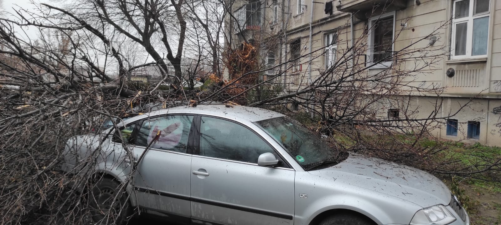 Începe toaletarea copacilor. Se înlătură crengile uscate
