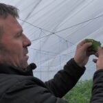„Tuta Absoluta” face ravagii. Molia tomatelor, dușmanul de import al legumicultorilor