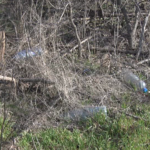 Protest în Parcul Crâng. Primarul, despre „îngrijorările” față de tăierile masive