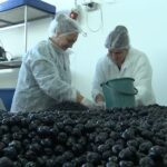 Aronia, fructul minune. Este tot mai căutat pentru proprietăţile terapeutice
