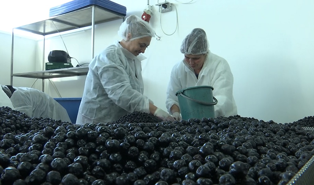 Aronia, fructul minune. Este tot mai căutat pentru proprietăţile terapeutice