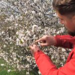 Pomii fructiferi, afectați de ger. Migdalii, caișii, piersicii sunt cei mai vulnerabili