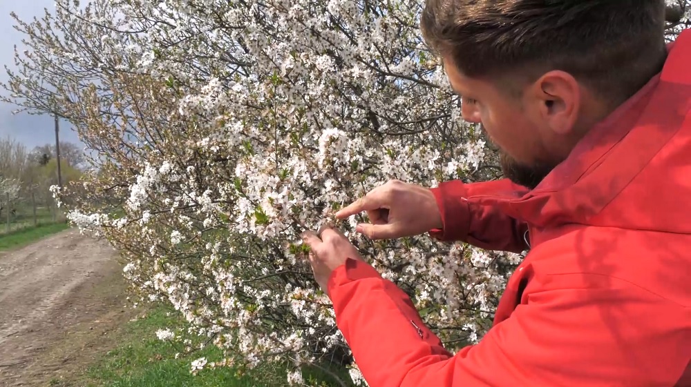 Pomii fructiferi, afectați de ger. Migdalii, caișii, piersicii sunt cei mai vulnerabili