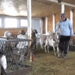 Nepalezul de la fermă. Asiaticii își fac simțită prezența în noi domenii de activitate