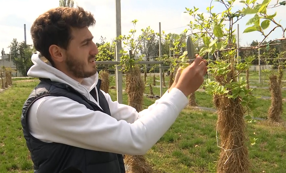 Arbuști de fructe exotice, pe alese. Se vând la Stațiunea de Cercetare pentru Pomicultură Istrița de Jos