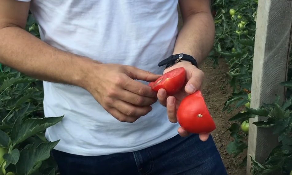 Șocant! Chimicale interzise pentru roșii „Bio”. Doi legumicultori din Glodeanu Sărat, cercetați de poliție