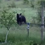 Comună terorizată de urși. Animalele se apropie de casele oamenilor din Merei
