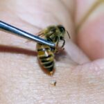 Atenție la înțepăturile de insecte! Sfaturi pentru cei care petrec mult timp în aer liber