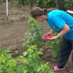 Criză tot mai acută de zilieri. Soluția găsită de un producător de zmeură