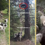 (VIDEO) EXCLUSIV. Iată imaginile șocante care au dat de gol gruparea de braconieri din Siriu! Atenție! Articolul conține o filmare cu impact emoțional