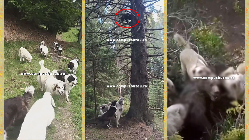 (VIDEO) EXCLUSIV. Iată imaginile șocante care au dat de gol gruparea de braconieri din Siriu! Atenție! Articolul conține o filmare cu impact emoțional