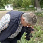 Îndulcitor natural, din floarea de iris. O nouă realizare a cercetătorilor de la Banca de gene