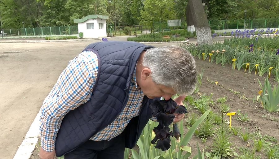 Îndulcitor natural, din floarea de iris. O nouă realizare a cercetătorilor de la Banca de gene