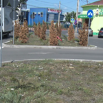 Eroare de strategie. Replantări pe bulevard