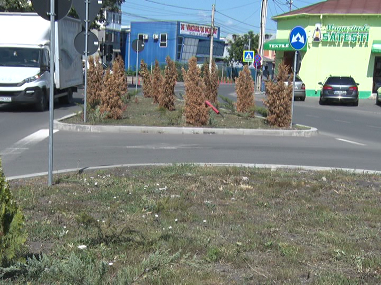 Eroare de strategie. Replantări pe bulevard