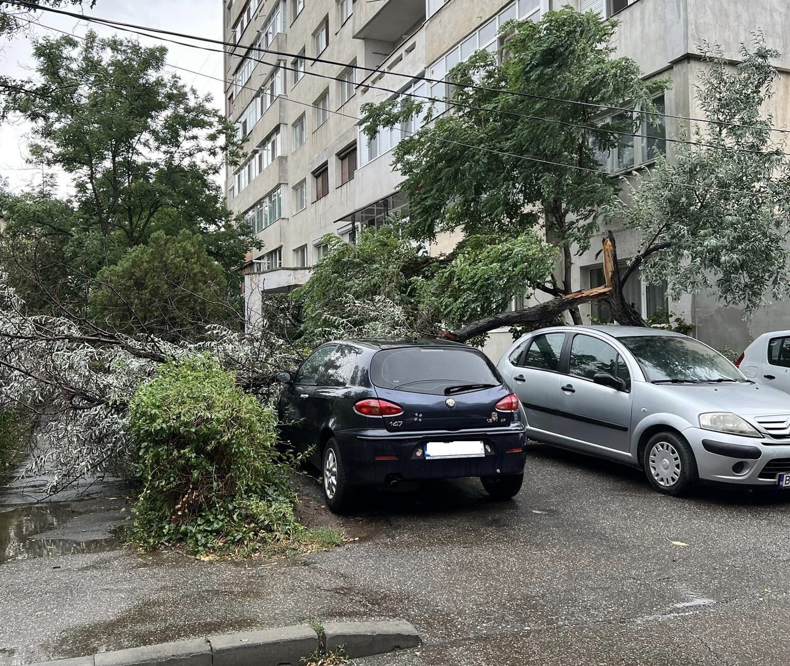 (UPDATE/FOTO) BUZĂU. Primele efecte. Copaci doborâți, mașini avariate