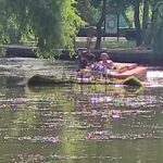 La cosit pe...Heleșteu. Motocositoarea acvatică este escortată de rățuște