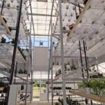 (VIDEO) Sera verticală de la Buzău, proiect inedit. Invenția Stațiunii de Cercetare Legumicolă