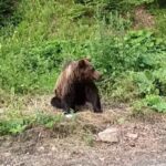 Județul Buzău are peste 1.250 de urși. Se așteaptă ordinul de recoltare a 28 de exemplare