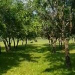 Urs gonit de câinele „Ursulică”. Întâmplarea a avut loc zilele trecute, în comuna Mânzălești