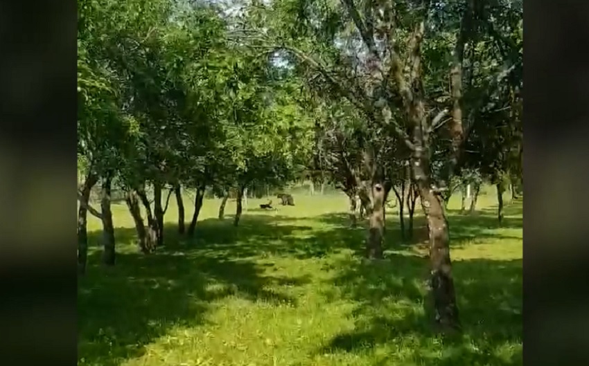Urs gonit de câinele „Ursulică”. Întâmplarea a avut loc zilele trecute, în comuna Mânzălești