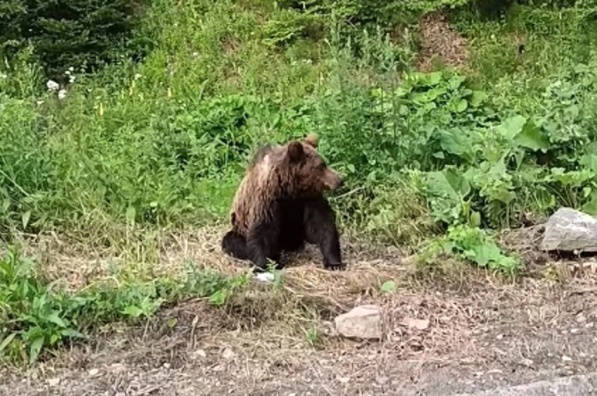 Județul Buzău are peste 1.250 de urși. Se așteaptă ordinul de recoltare a 28 de exemplare