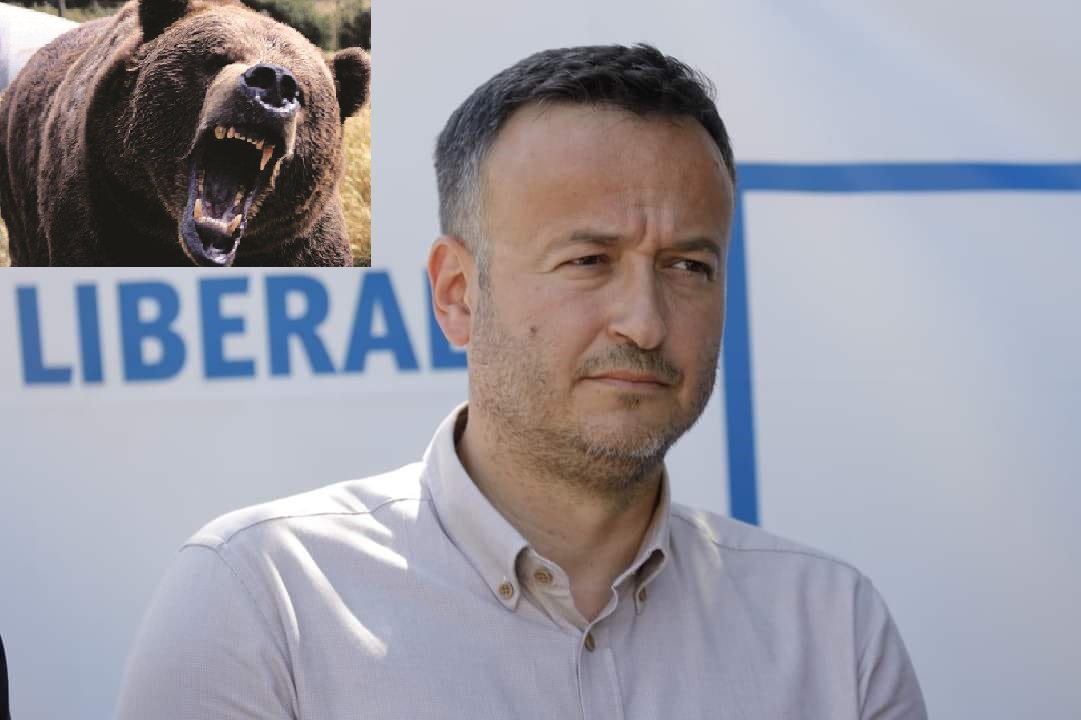 Aproape 100 de atacuri de urși, în județul Buzău. Deputatul Avrămescu, despre problema semnalată în zeci de sate buzoiene