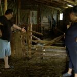 Sub teroarea urșilor. Sălbăticiunile fac ravagii în gospodăriile din Aldeni