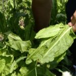 Plantă minune, readusă din sălbăticie. Măcrișul, legumă și medicament