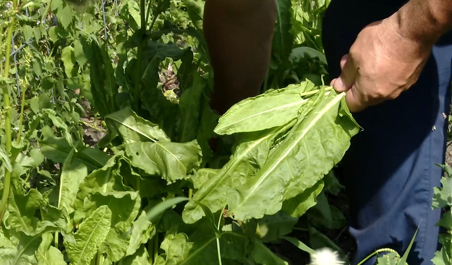 Plantă minune, readusă din sălbăticie. Măcrișul, legumă și medicament