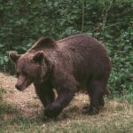 Momente de groază. Bărbat atacat de urs, la Cozieni