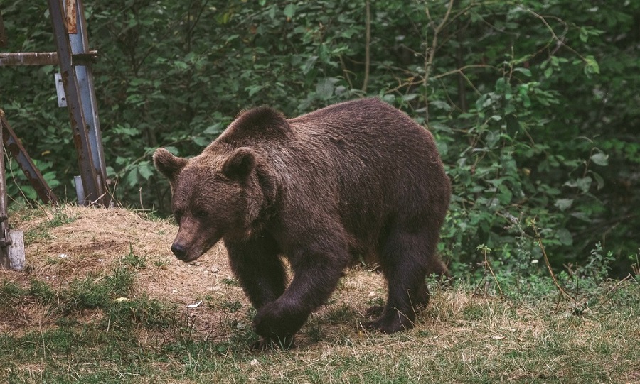 Momente de groază. Bărbat atacat de urs, la Cozieni