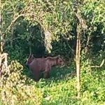 Imagini inedite, la Gura Teghii. O familie de urși  a dat iama într-o livadă de pruni