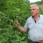 Alternativa dulce a cartofului. Topinamburul, leguma rezistentă la stresul termic