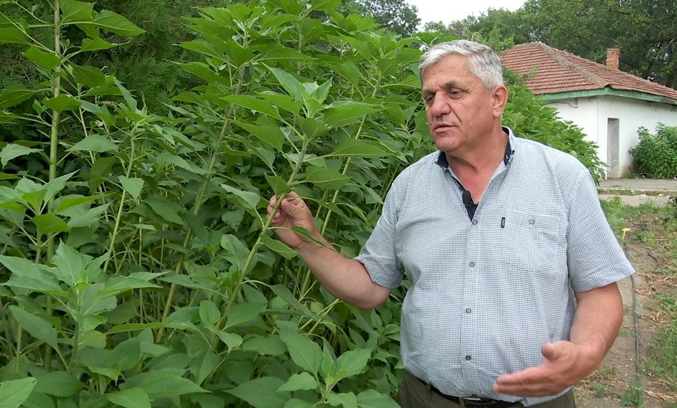 Alternativa dulce a cartofului. Topinamburul, leguma rezistentă la stresul termic