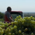 Vin din belșug și aromat. Recoltă bogată la Stațiunea Pietroasele