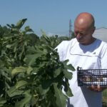 Livadă cu smochini, la marginea orașului Buzău. O afacere tot mai profitabilă, în agricultură