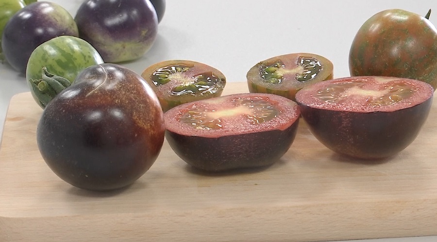 Roșiile „Rapsodia”, în curs de omologare. Este primul soi de tomate negre din România