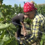 La cules de struguri. Cu cât sunt plătiți zilierii de la Stațiunea viticolă Pietroasele