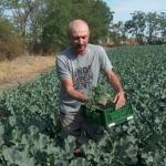 Broccolini, o legumă tot mai căutată. Un fermier din Buzău, singurul cultivator din țară de „baby broccoli”