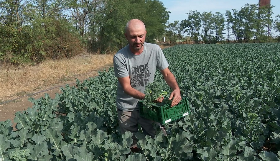 Broccolini, o legumă tot mai căutată. Un fermier din Buzău, singurul cultivator din țară de „baby broccoli”