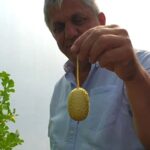 Un soi exotic de castravete, aclimatizat la Buzău. „Castravetele de Anguria”, leguma cu valoare alimentară și terapeutică